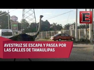 Avestruz se escapa y sorprende a automovilistas en Tamaulipas