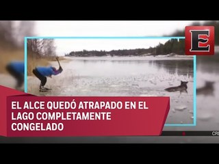 Rescatan a un alce atrapado en un lago congelado