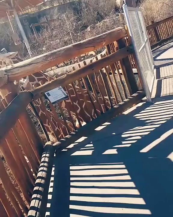 Giraffes Show Some PDA