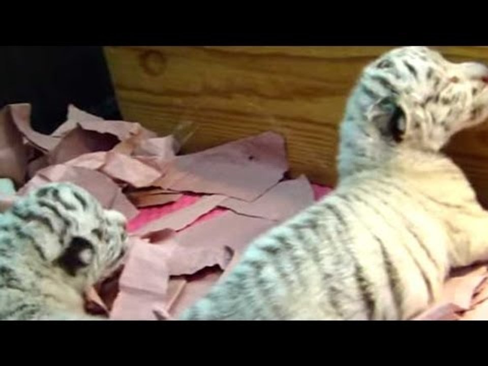 Nacen tres leonas y dos tigresas en el zoológico de Puebla