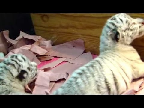 Nacen tres leonas y dos tigresas en el zoológico de Puebla