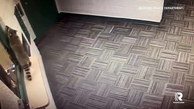 Cops chase raccoons for 9 hours after breaking into police precinct