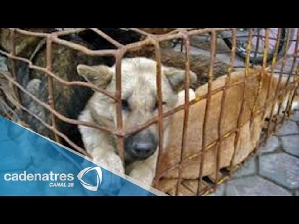 Maltrato animal en México y remozamiento en avenida Masaryk en Semanal 28 03/08/15