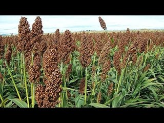 Plaga del pulgón amarillo pone en peligro los cultivos de sorgo en Guanajuato