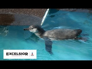 ¿Pingüinos mexicanos? WB