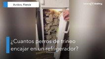 ¿Cuántos perros de trineo caben en una nevera?