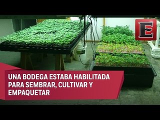 Hallan y desmantelan en Naucalpan un invernadero de mariguana