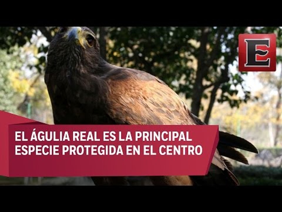 Centro de rehabilitación de aves rapaces en Aguascalientes