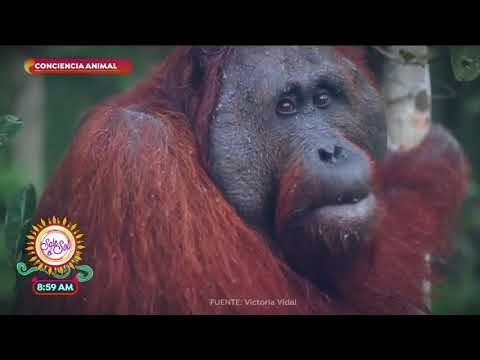 Conciencia animal: ¡especies en peligro de extinción! | Sale el Sol