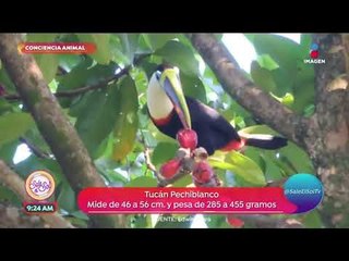 Conciencia animal: ¡Aves exóticas! | Sale el Sol