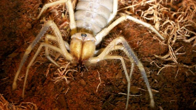 Cette animal est un croisement entre l'araignée et la fourmi... Camel Spider!