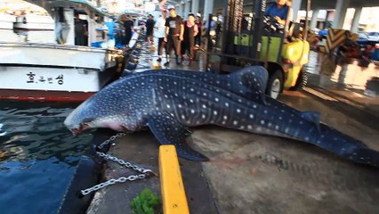 下载视频: Ces pecheurs japonais remettent à l'eau un requin-baleine en utilisant un chariot élévateur