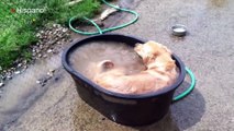 Vea como este perro se lo pasa en grande dándose un baño