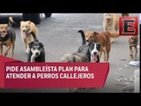 Urge plan para reducir perros callejeros en la CDMX