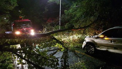 정전·침수되고 나무 쓰러져...곳곳 피해 / YTN