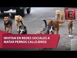 Crean hashtag invitando a matar a perros callejeros