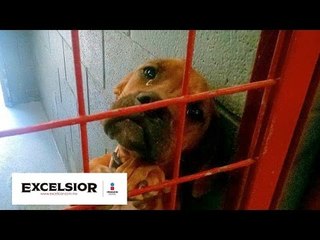 Cuida a tu mascota, ¡el secuestro y robo de perros va al alza! WB