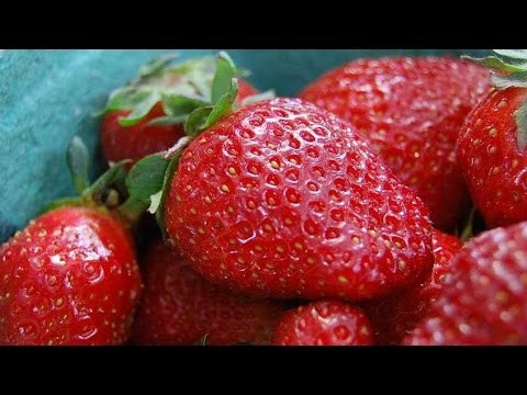 Fresas experimentales cultivadas en Irapuato evitarán enfermedades