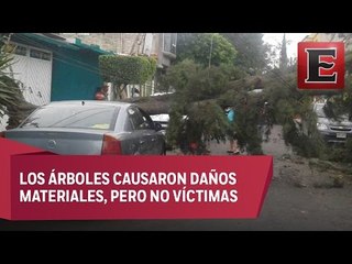 下载视频: Más de 50 árboles caídos en la CDMX por fuertes vientos