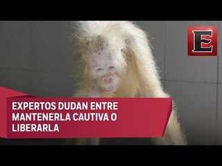 Orangutana albina rescata en Borneo a la espera de su futuro