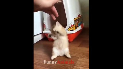 Cute Kittens videos - Funny And Cute KITTEN Compilation 2018