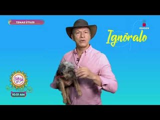 ¡Tips para entrenar a tu perro! | Sale el Sol