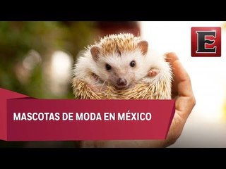 Mascotas no convencionales en México