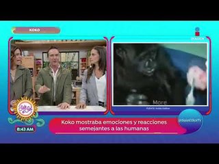 ¡La gorila Koko se comunicaba a través del lenguaje de señas! | Sale el Sol