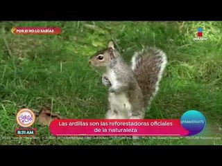 Por si no lo sabías: ¡Las ardillas son reforestadoras del planeta! | Sale el Sol
