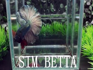 SOME OF MY HALFMOON BETTAS