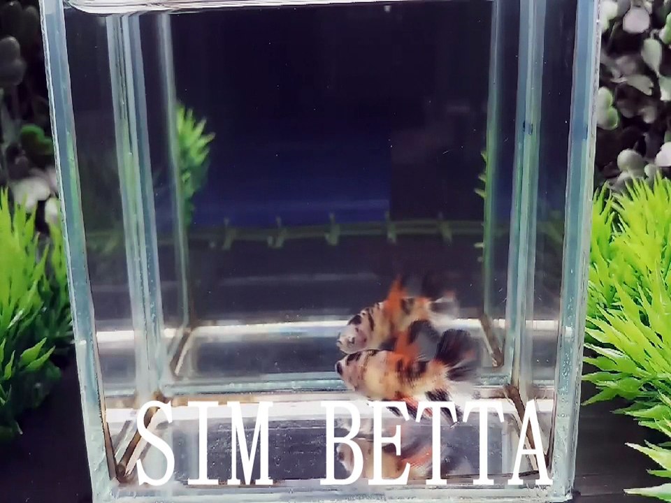 SOME OF MY HALFMOON BETTAS
