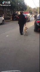 OMG! The way to walk with the dog! :V :V :V Source: Tiktok