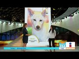 ¡Adopción de perros con el Mundial Perrón! | Noticias con Paco Zea
