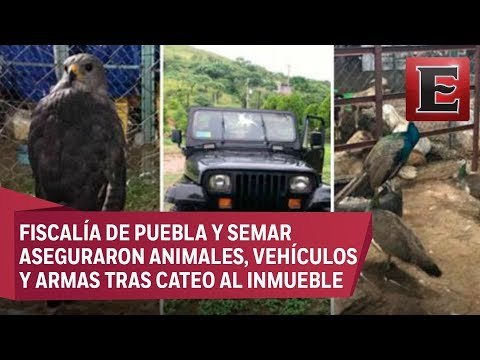 Hallan caballos pura sangre y animales exóticos en rancho de 'Los Rojos'