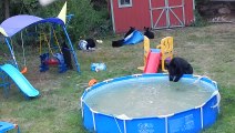 Família de ursos invade jardim de uma casa para brincar na piscina