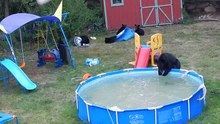 Família de ursos invade jardim de uma casa para brincar na piscina