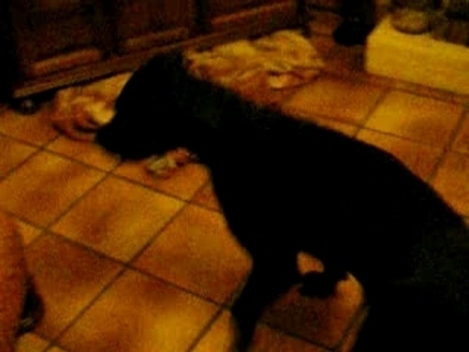 Chipie et bobi 035
