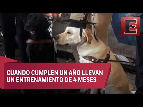 Perros guías se gradúan para ayudar a invidentes