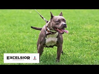 Captan nuevo ataque de pitbull; ahora contra una mascota y su dueño