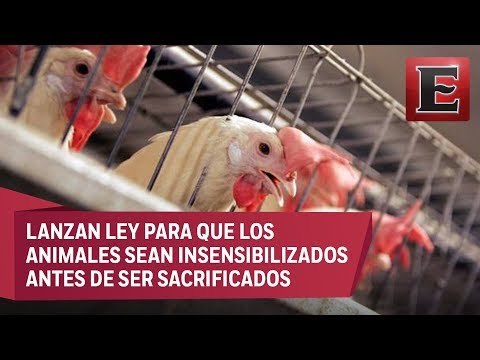 Mercy For Animals pide poner fin a la crueldad animal en mataderos