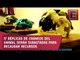 Artistas plásticos apoyan a la preservación del jaguar mexicano