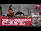 Breves Metropolitanas: Marina destaca a binomios caninos en búsqueda y rescate