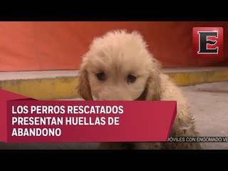 Queda en libertad hombre que tenía 38 perros encerrados