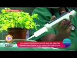 ¡Un experimento demostró que las plantas tienen reacciones! | Sale el Sol