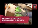 Vida es vida: Rescatistas sacan de los escombros a un loro