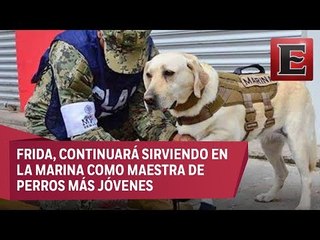 Binomios caninos son vitales en los rescates