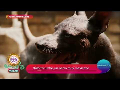 Por si no lo sabías: ¡los Xoloitzcuintles existen desde hace 3 mil años! | Sale el Sol