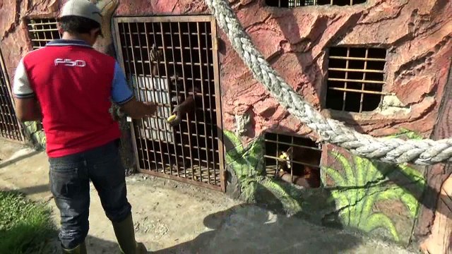 Rare animals Borneo Orangutans give birth to babies in Indonesia