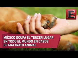 Download Video: Punto y coma: Tenencia responsable de las mascotas