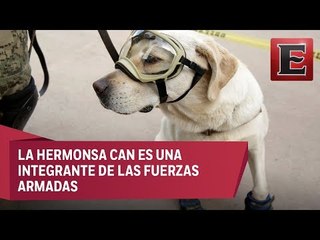 La perrita Frida, la nueva heroína de los mexicanos por sus rescates